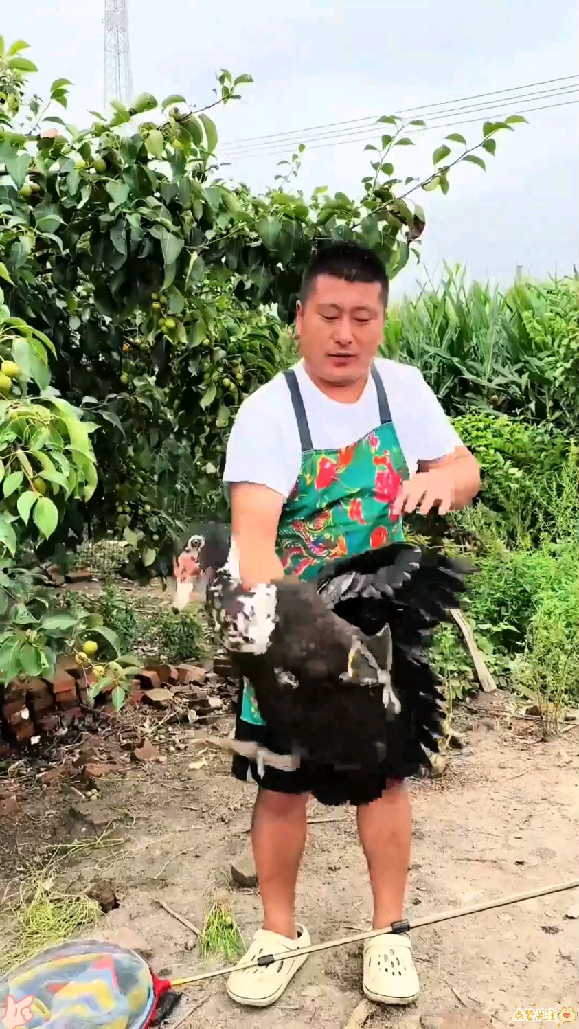 东北铁锅炖飞鸭，这也太香了。 今天炼了一个朝鲜族锅