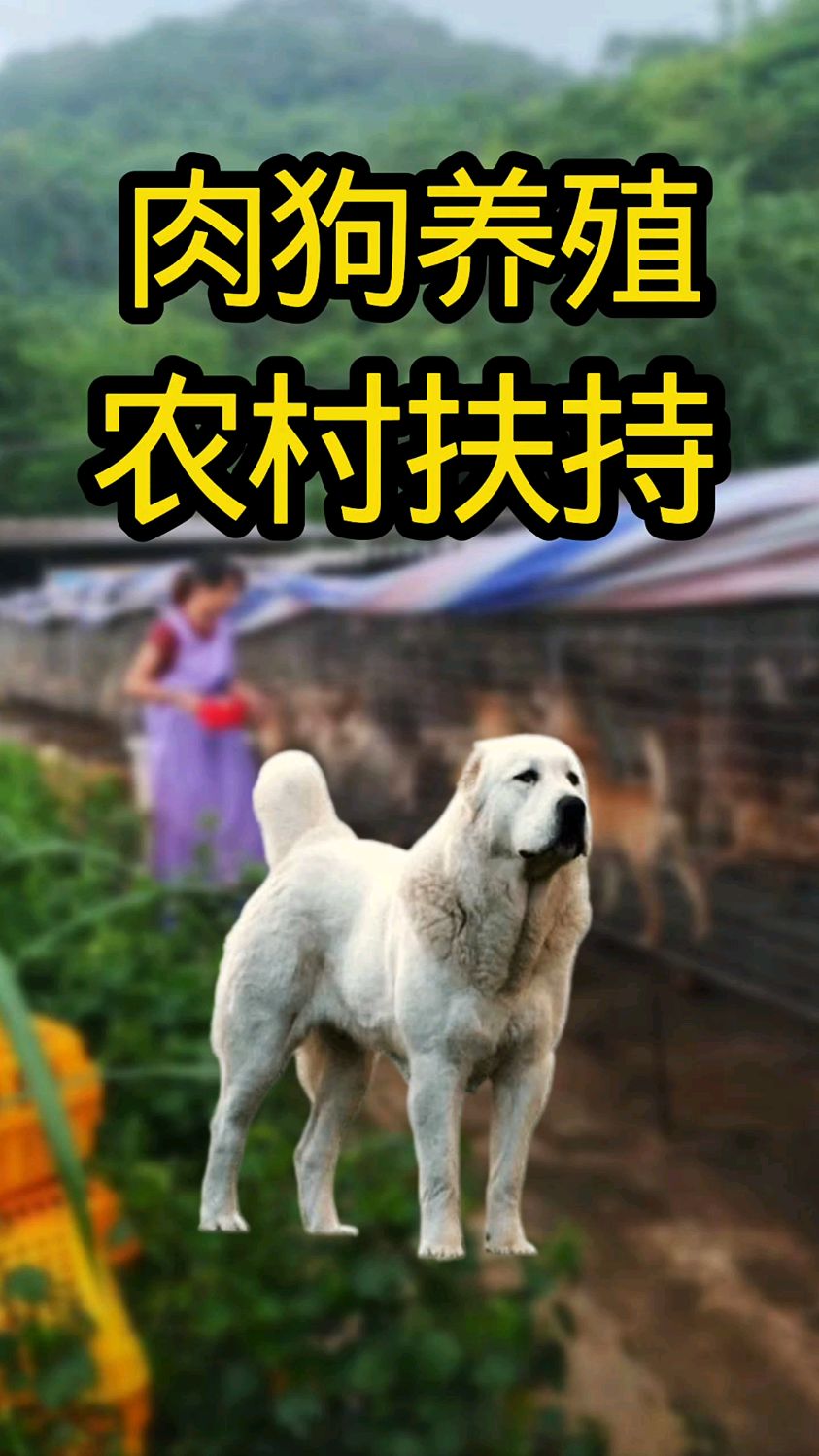 肉狗养殖合作分析