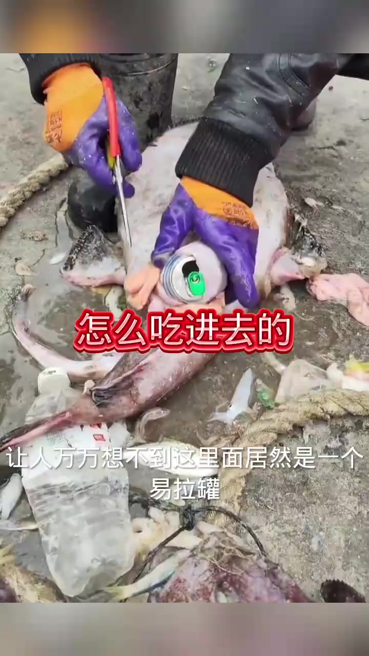 钓鱼惊奇:鱼肚藏易拉罐,揭秘它是如何吞下的奇事