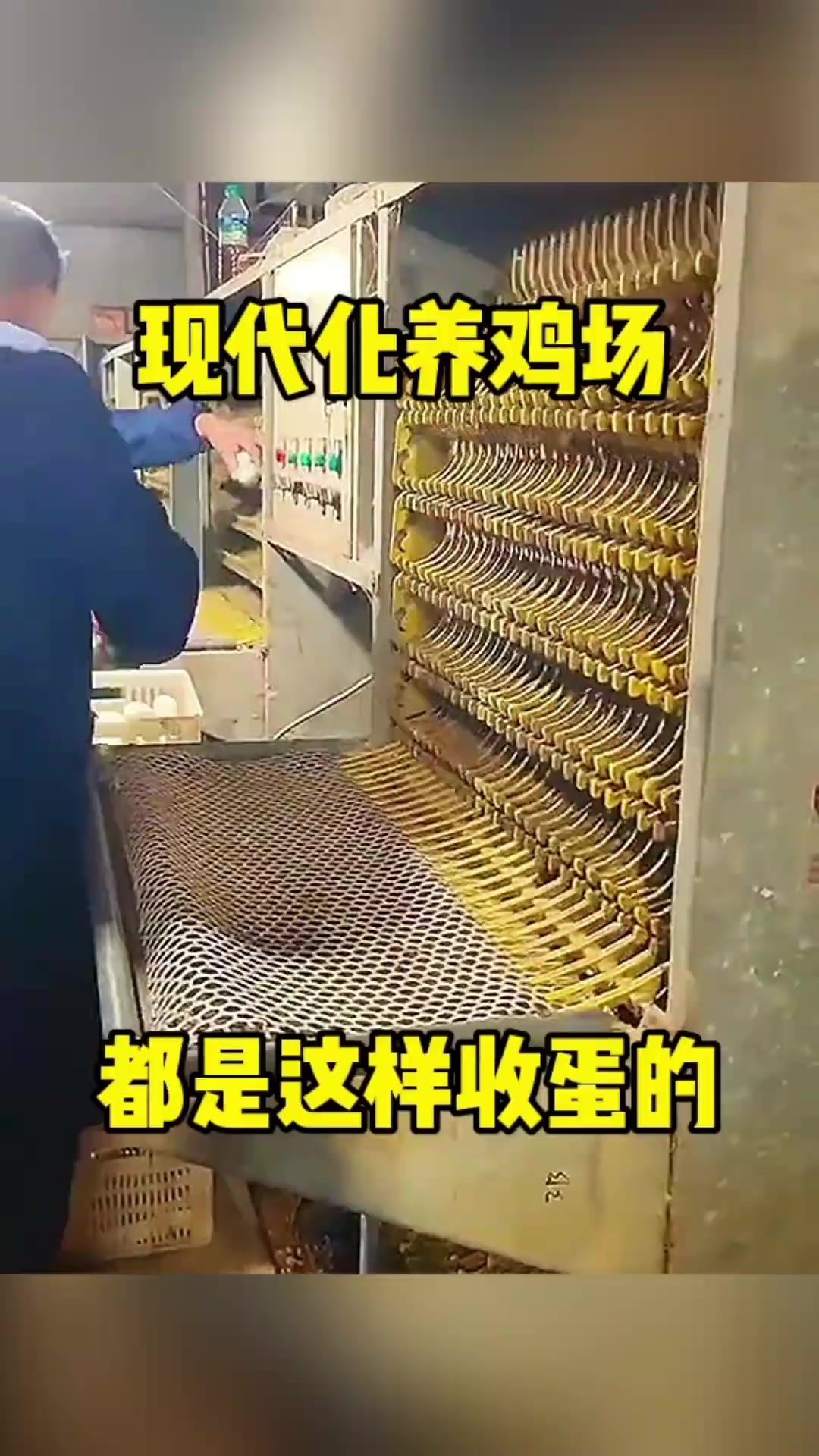 现代化养鸡场的神秘之处:收蛋机械如何引发市场恐慌?
