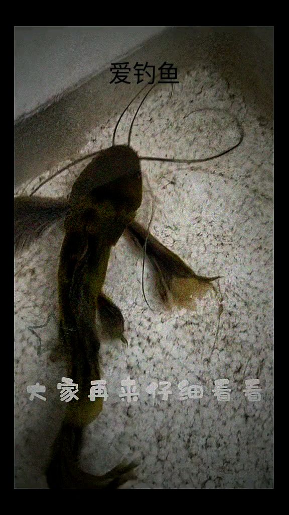 这个鱼怎么会有这么长的胡子呢