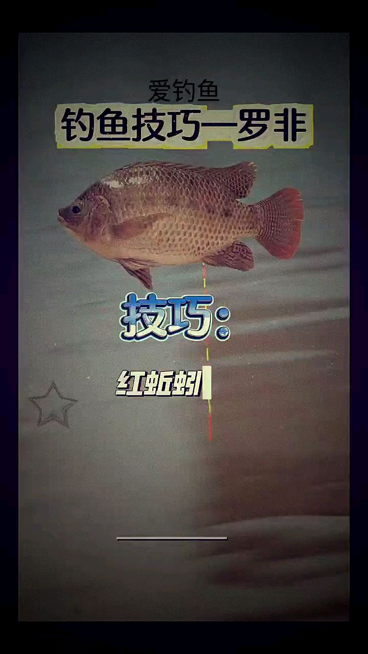 钓罗非的小技巧赶紧学起来吧