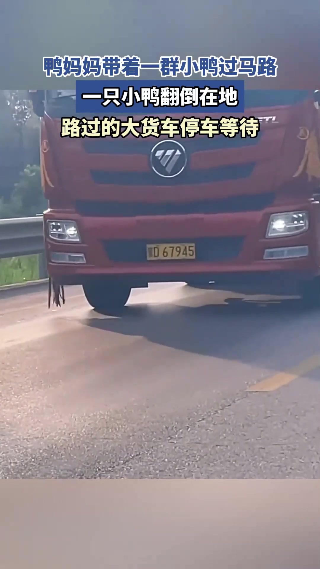 鸭妈妈带着一群小鸭过马路,一只小鸭翻倒在地,大货车停车等待