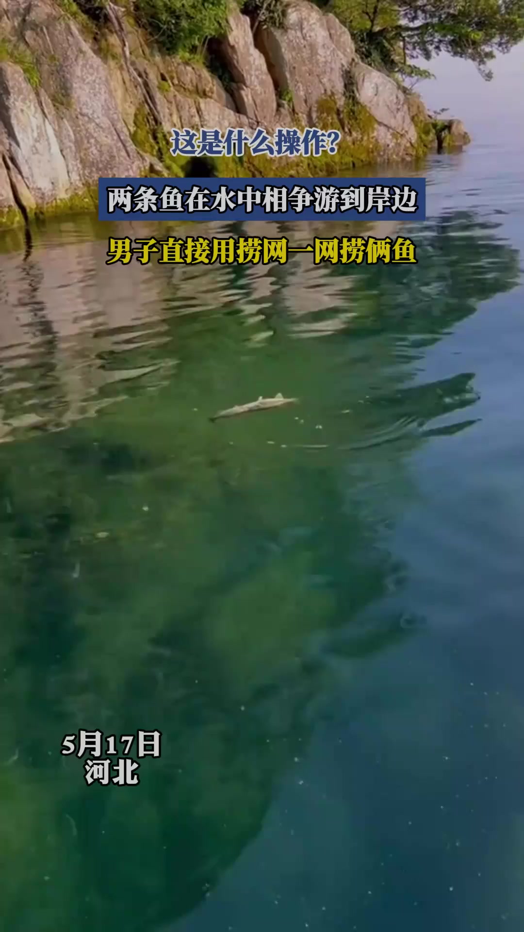 这是什么操作？两条鱼在水中相争游到岸边，男子用捞网一网捞俩鱼