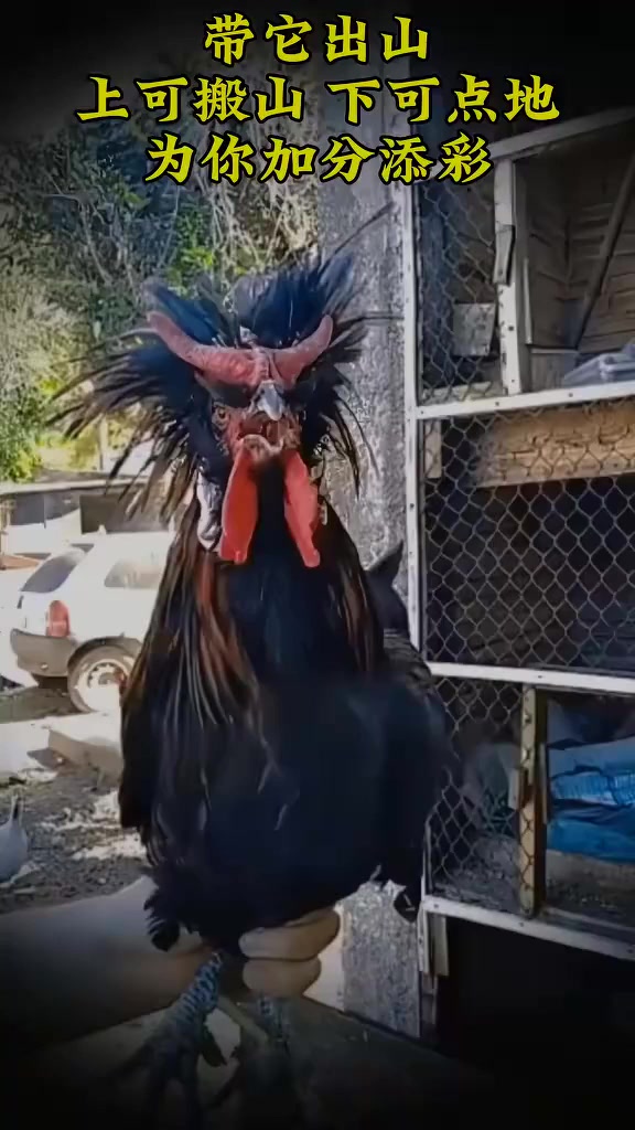 说它的鸡冠子，直立和平着，所表之意是不同的？