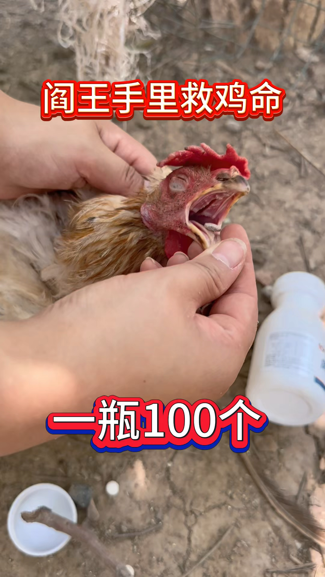 养鸡救命药十年不死鸡这是一个可以从阎王手里救鸡命的特效产品