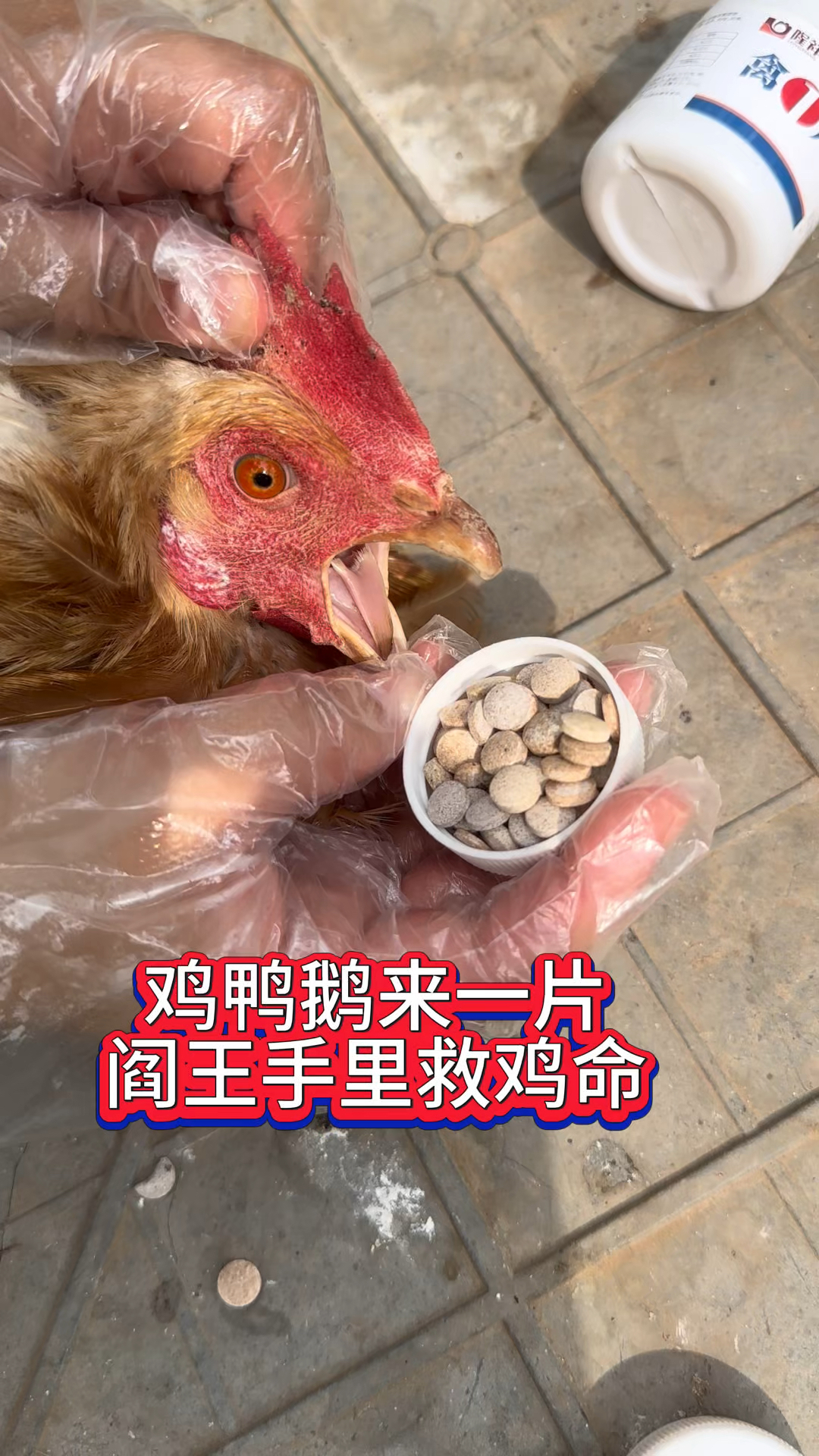 养鸡救命药十年不死鸡这是一个可以从阎王手里救鸡命的特效产品