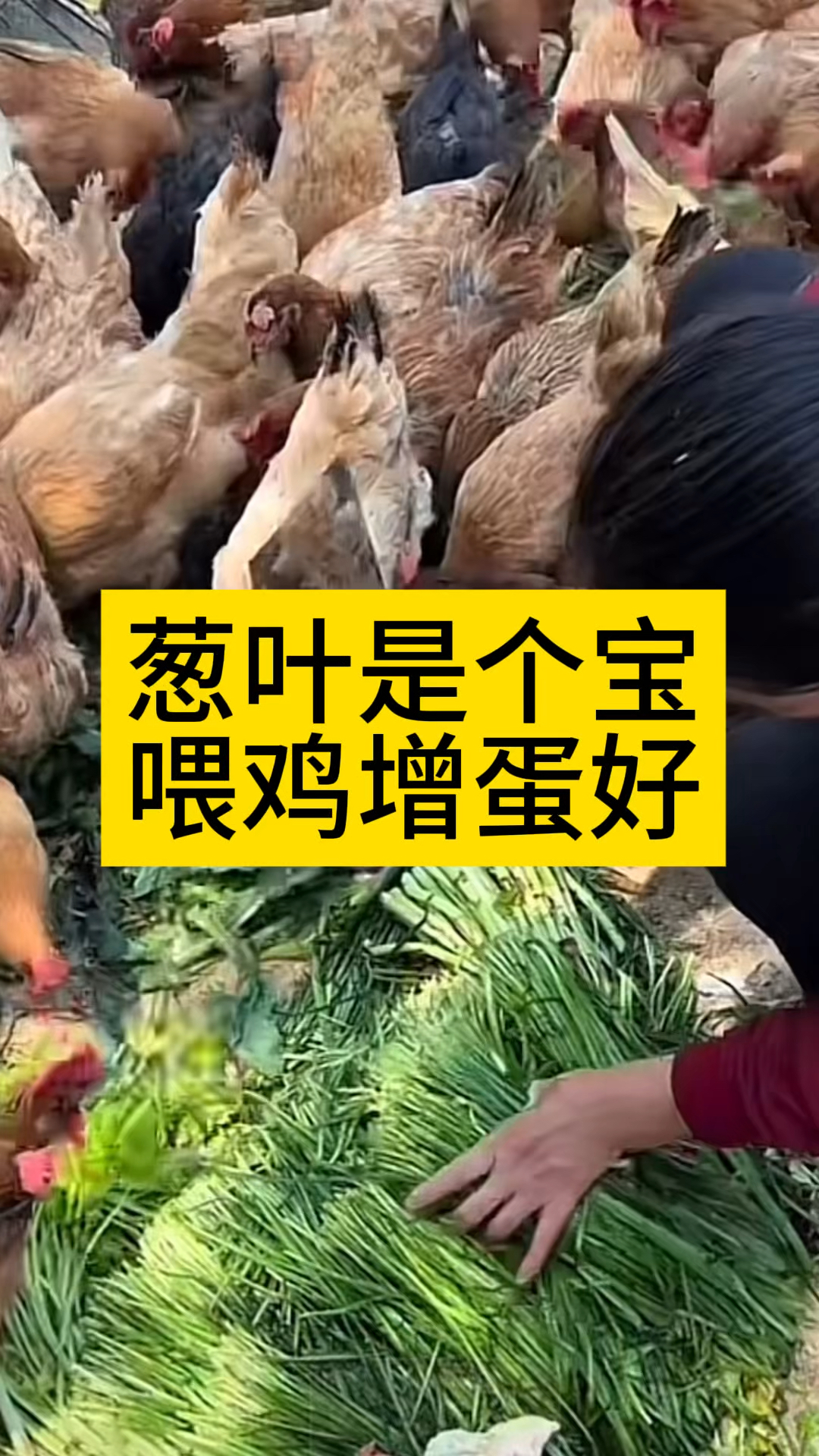葱叶是个宝喂鸡增蛋好