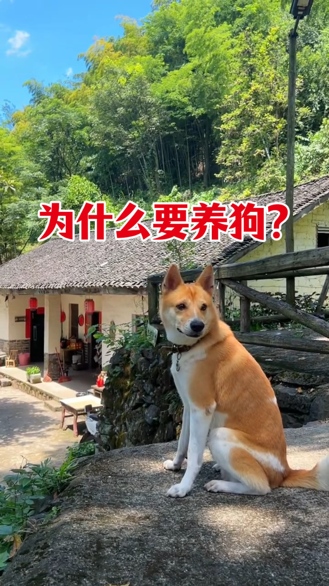 为什么要养狗呢?