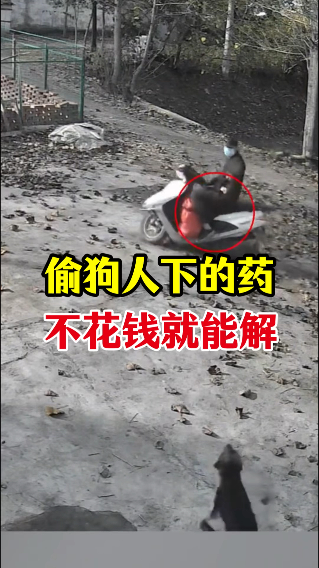 偷狗人下的药,不花钱就能解!