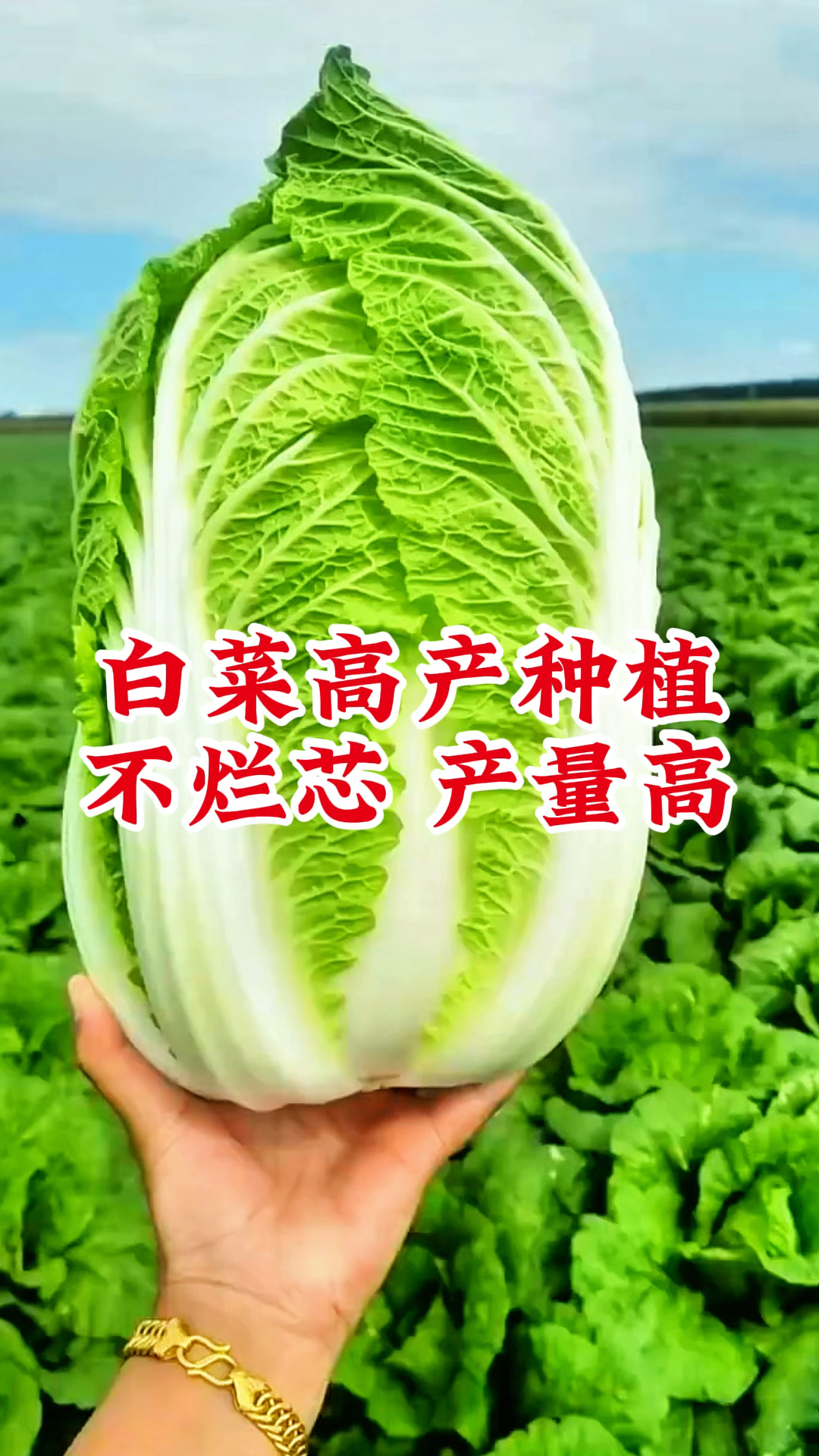 白菜种植,高产好方法,不烂芯产量高