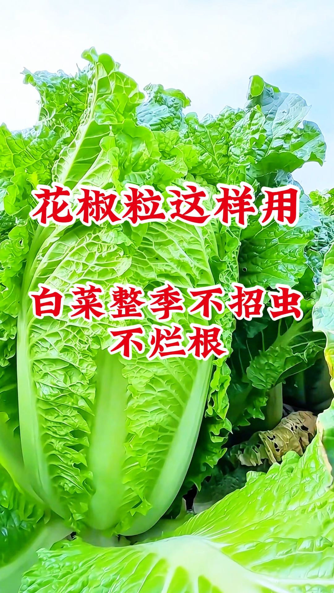 白菜种植,花椒粒这样用白菜整季不招虫,不烂根