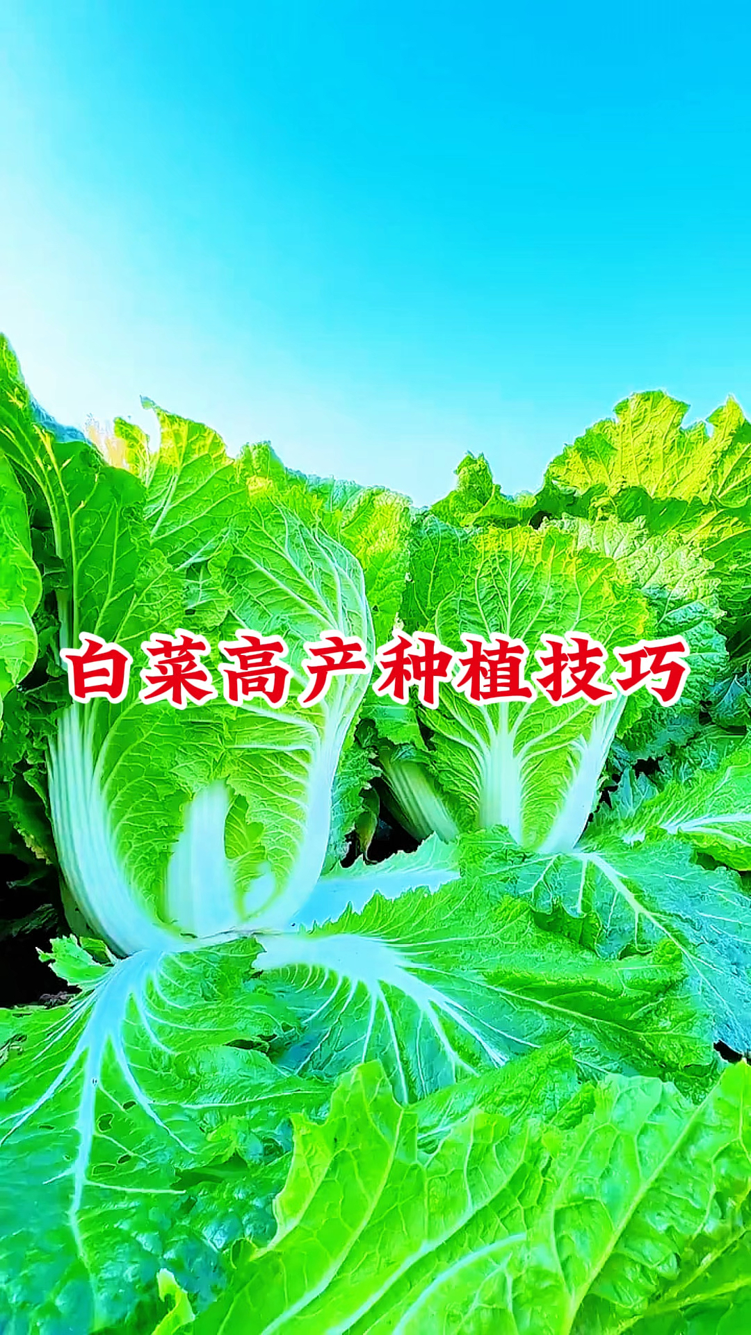 白菜种植，用上它，白菜高产，亩产破万斤