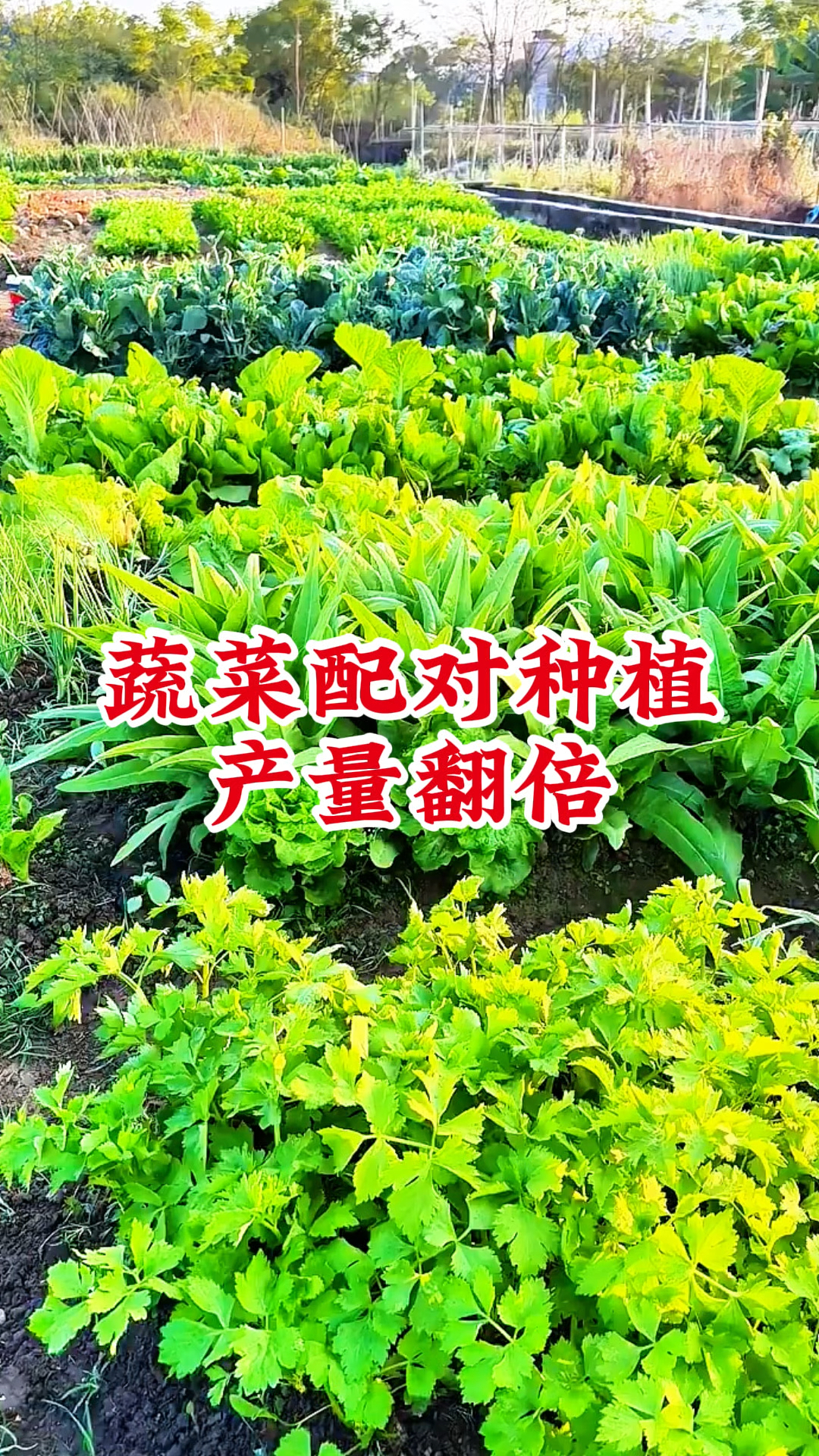 蔬菜种植,如何科学搭配,蔬菜配对种植