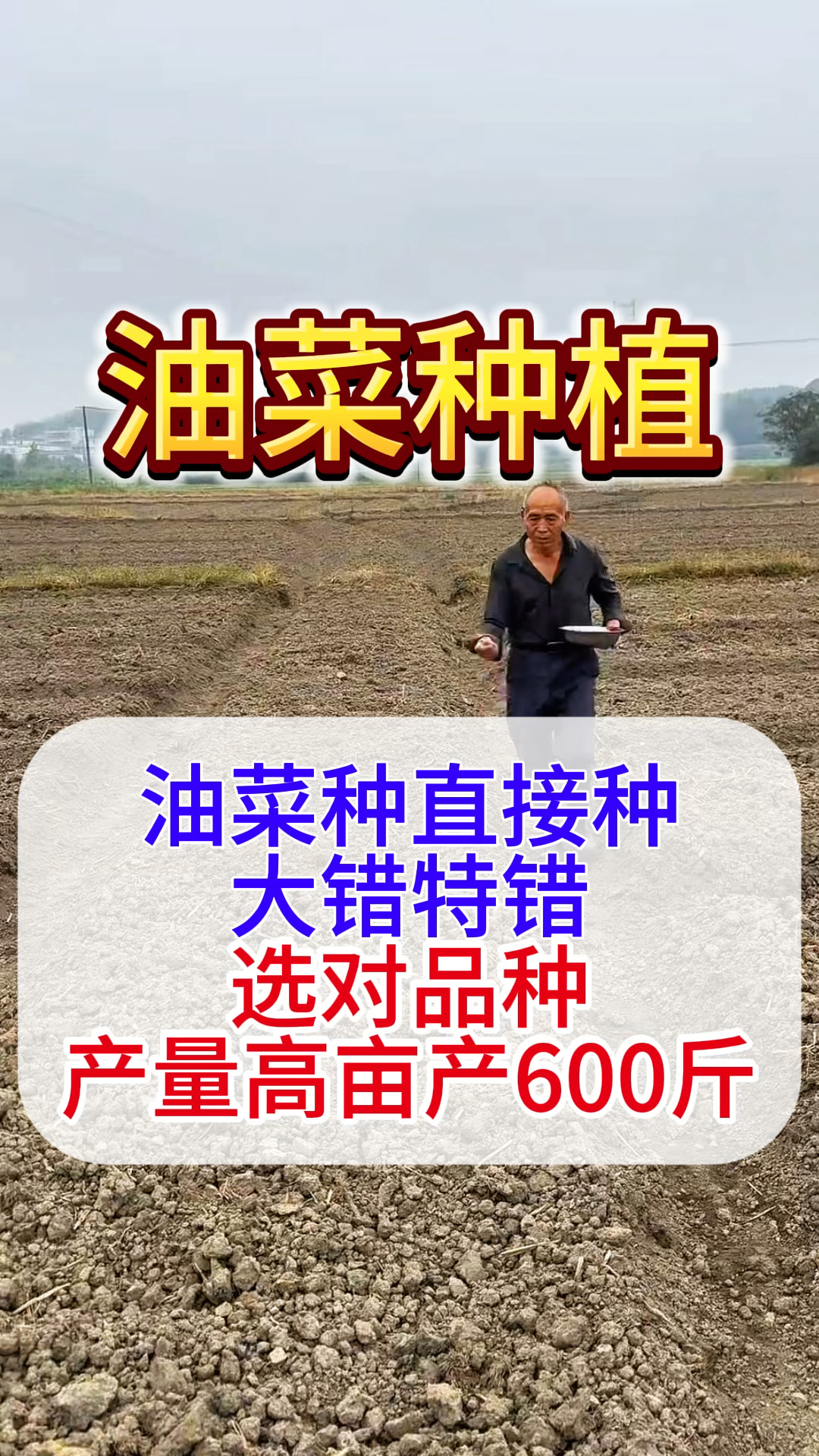 油菜种植，油菜种直接种大错特错，选对品种产量高亩产600斤