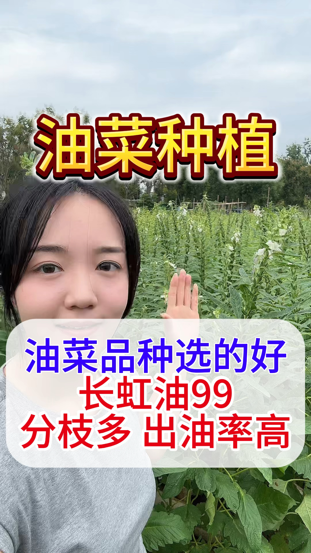 油菜种植，25年种油菜选什么品种亩产轻松600斤