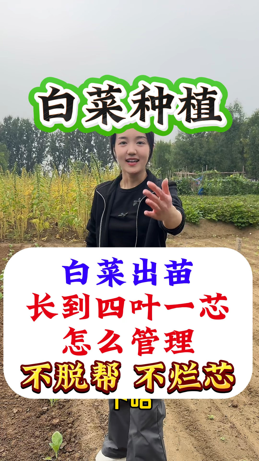 白菜种植,出苗四叶一芯怎么管理不脱帮不烂