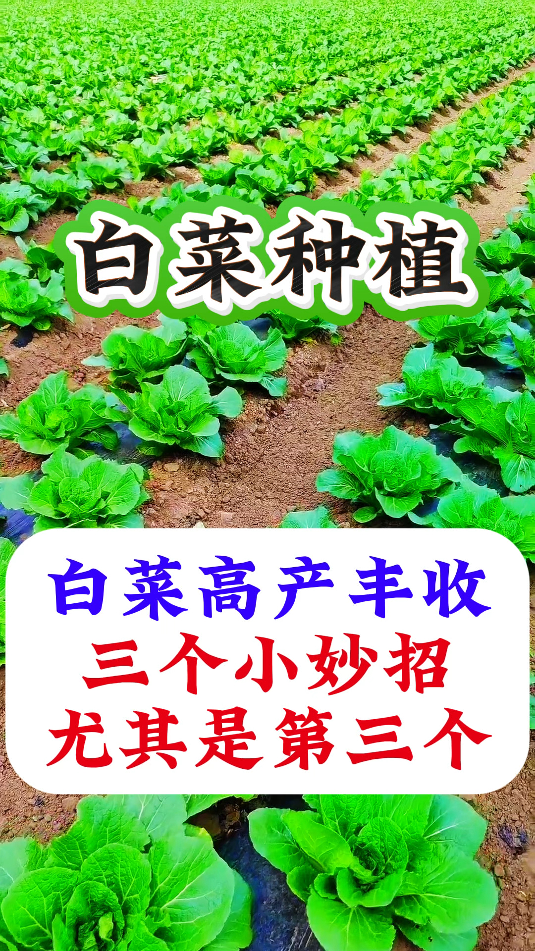 白菜种植,三个小妙招,尤其是第三个