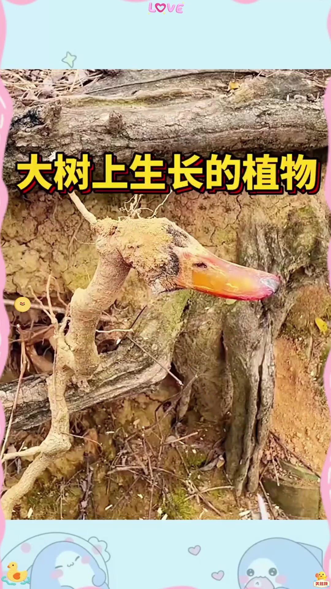 大树上生长的植物,怎么感觉这么像鸭子的嘴呢?