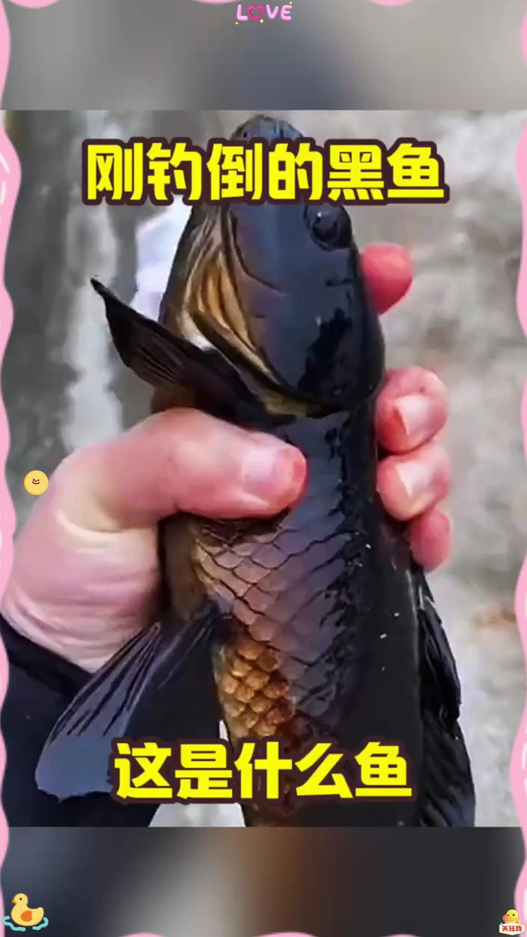 刚钓到的黑鱼,这是什么鱼