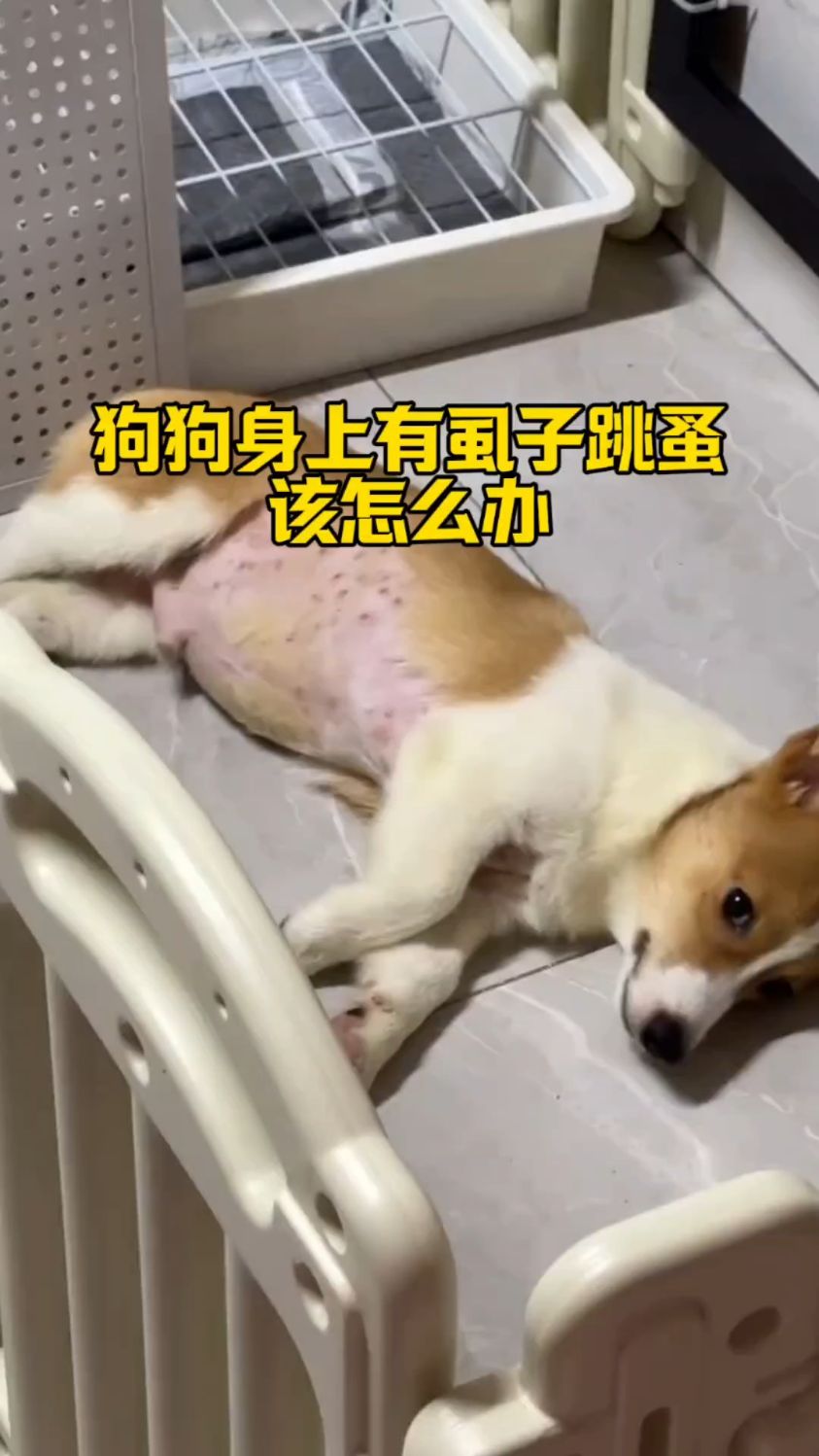 狗狗身上有虱子跳蚤怎么办