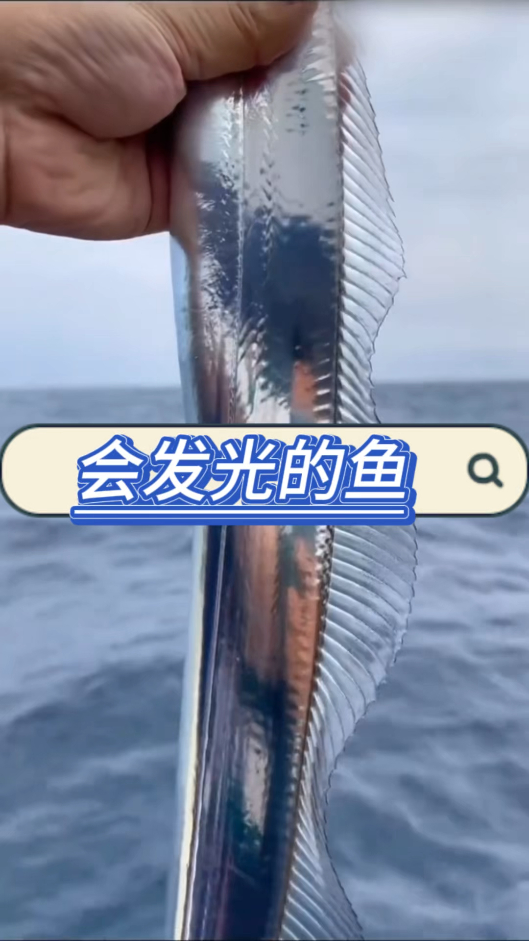 带鱼为什么会发光呢？