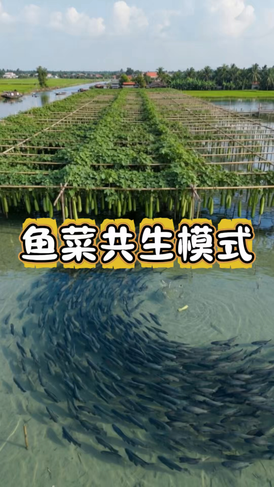 鱼菜共生系统模式