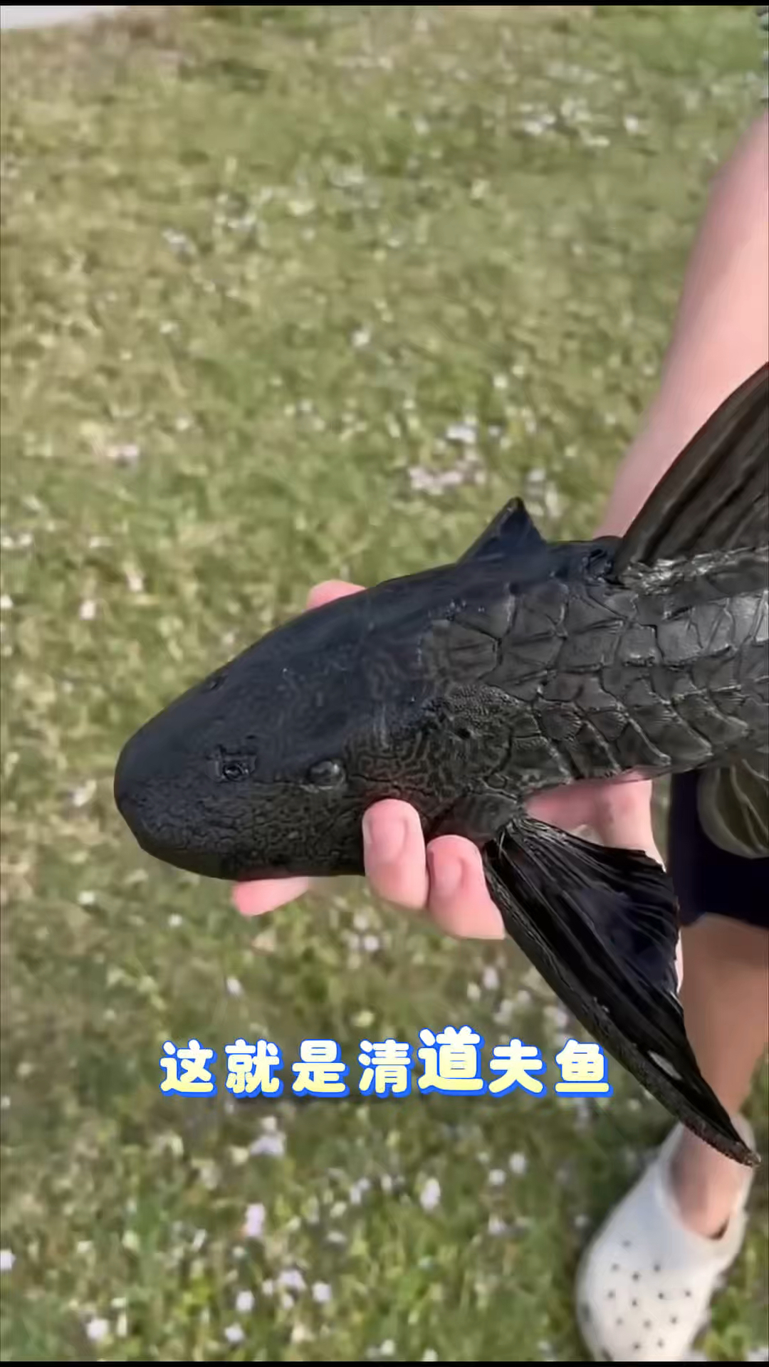 清道夫是祸害鱼！