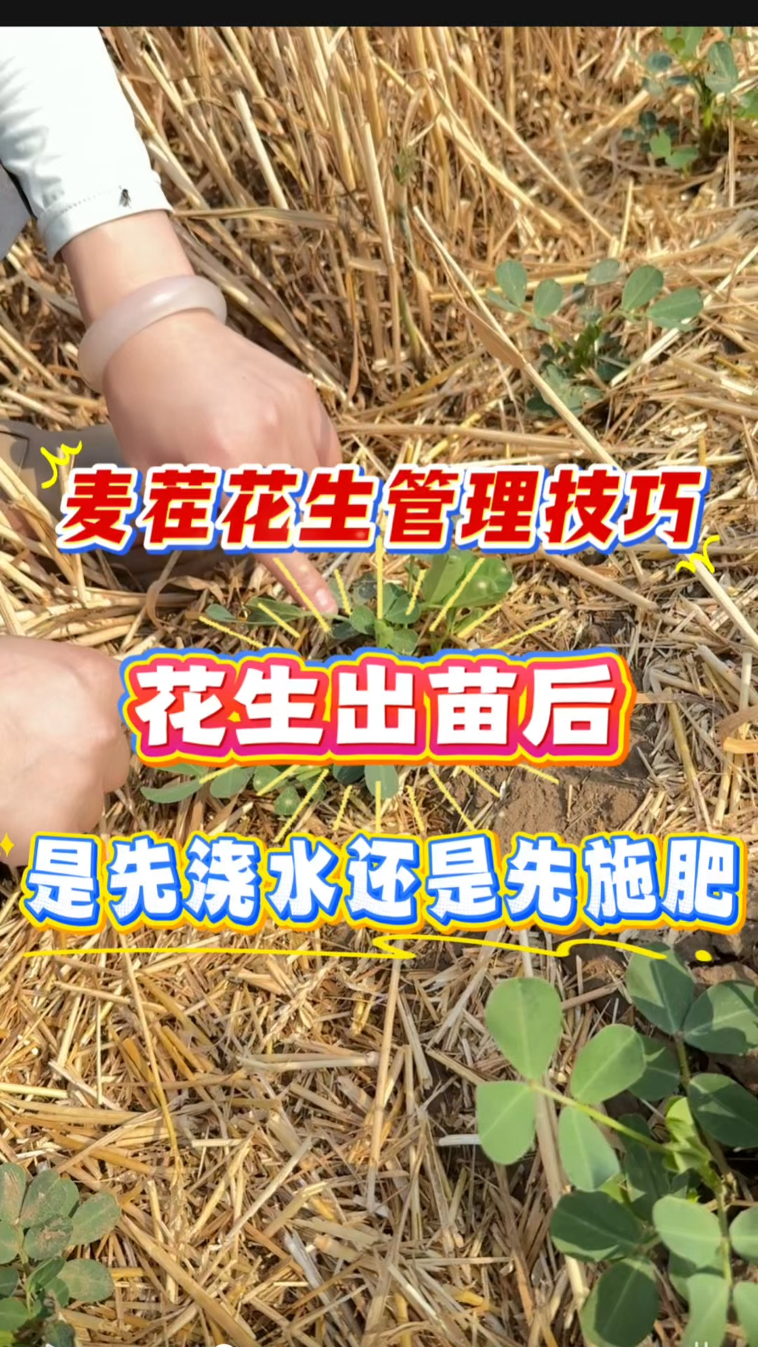 麦茬花生管理技巧,花生出苗后是先浇水还是先施肥?