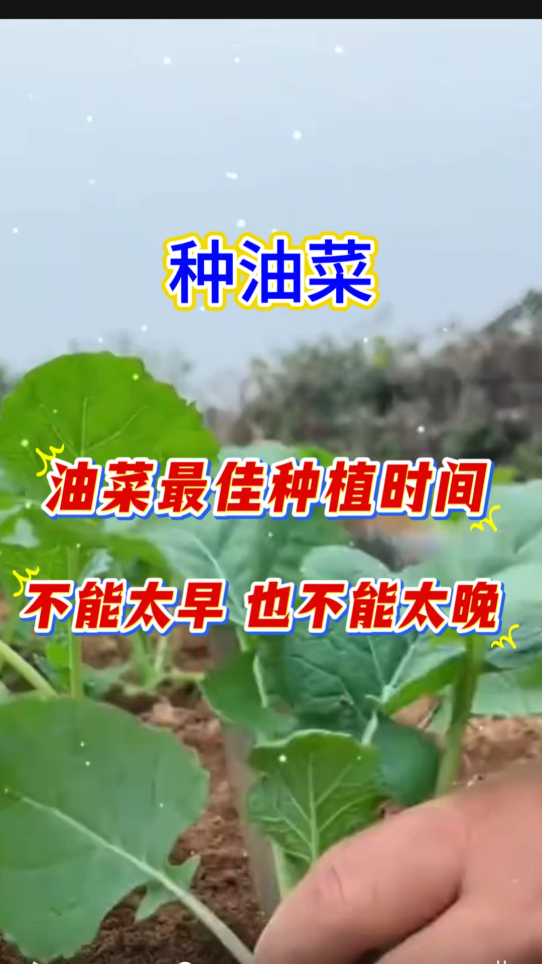 油菜最佳种植时间不能太早,也不能太晚