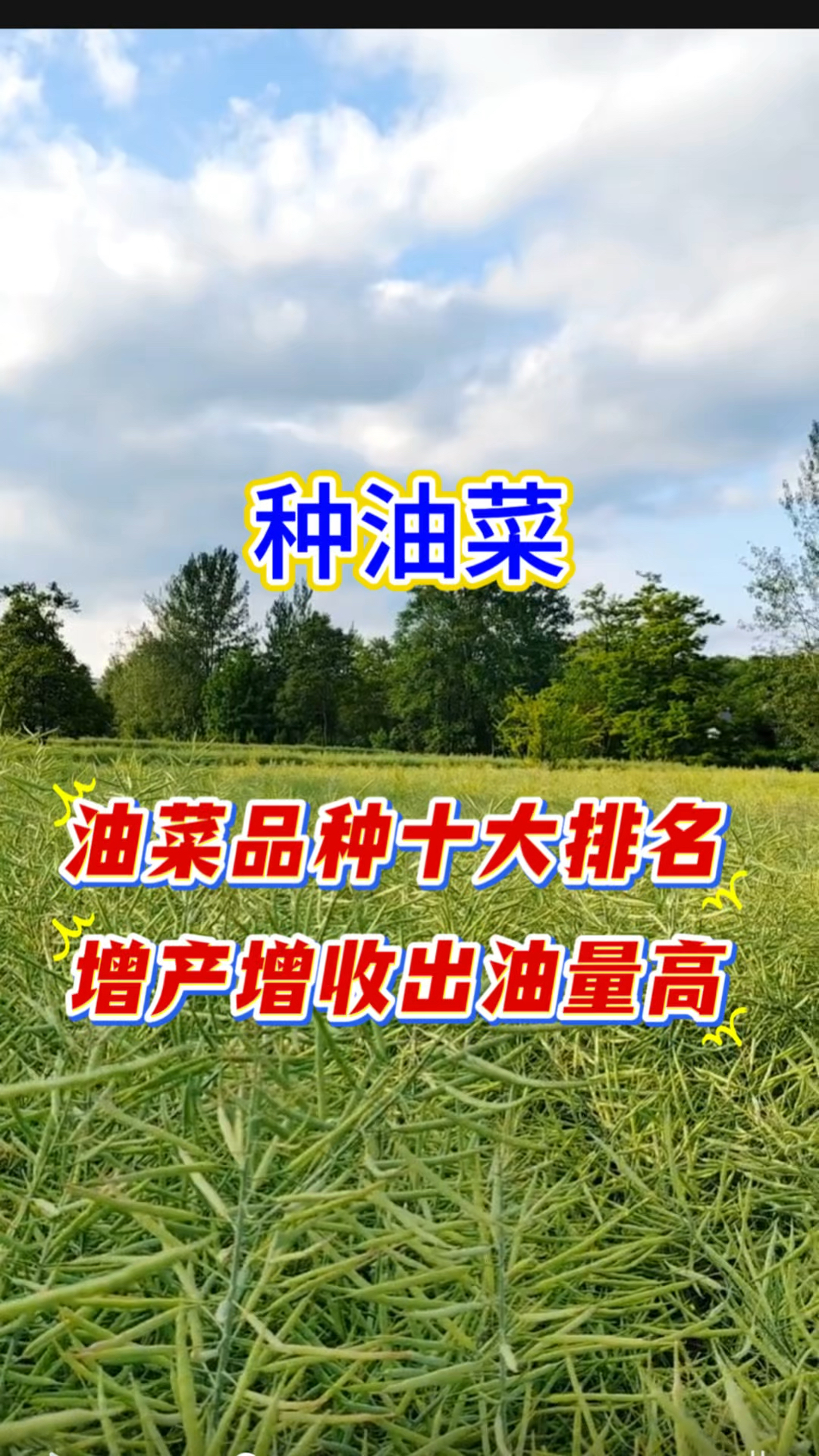 油菜品种十大排名 增产增收出油高