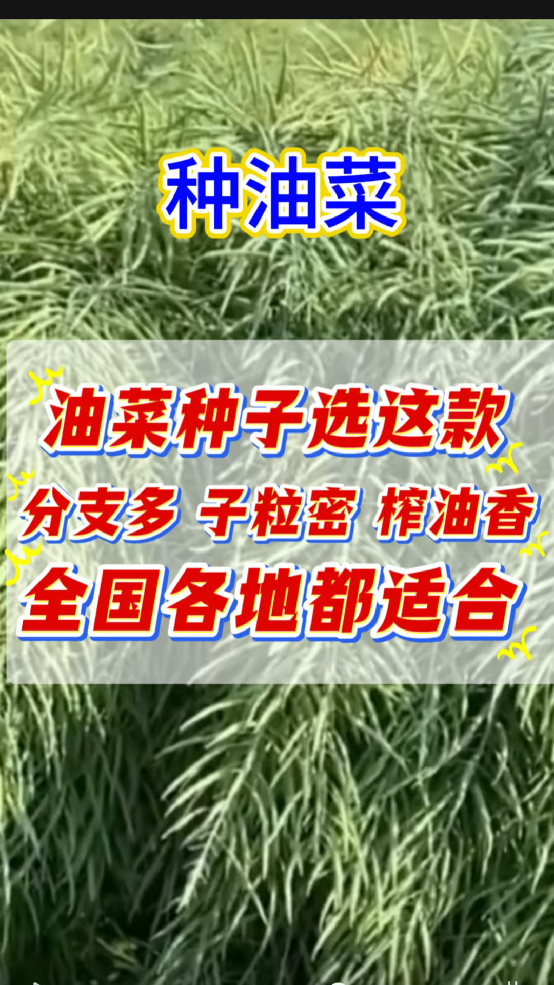 油菜种子选这款。