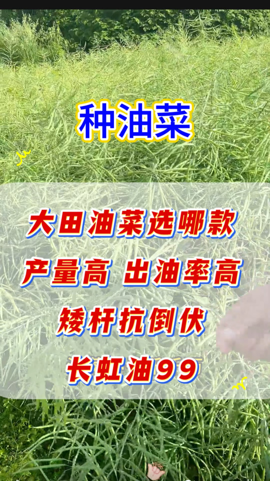 大田油菜选哪款?产量高 出油率高。矮秆抗倒伏 就选长虹有99
