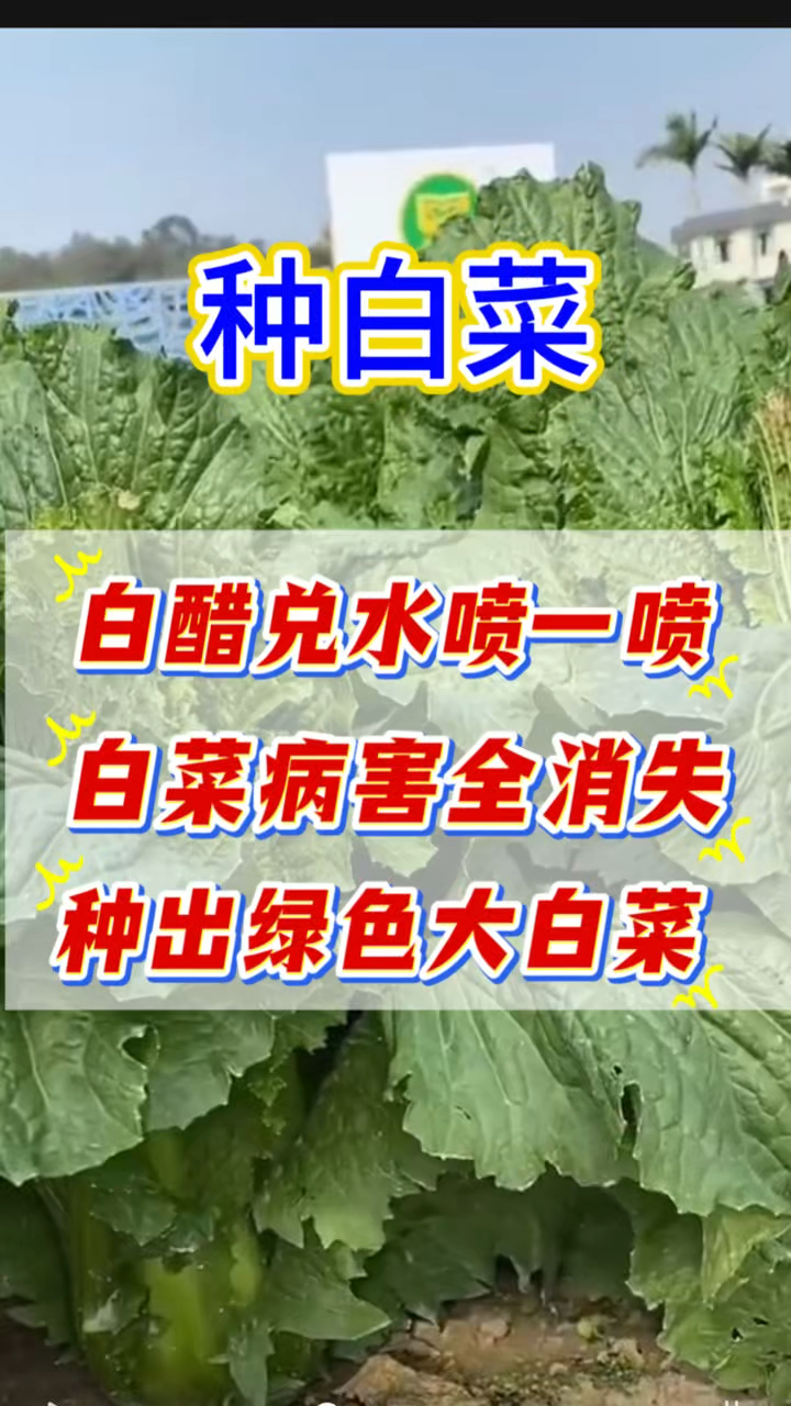 白醋兑水喷一喷  白菜病害全消失 种出绿色大白菜