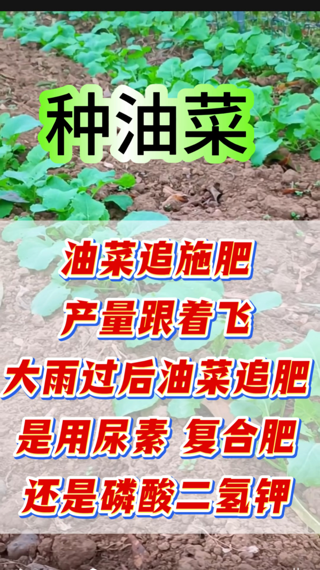 油菜追对肥 产量跟着飞 大雨过后给油菜追肥 用复合肥 尿素