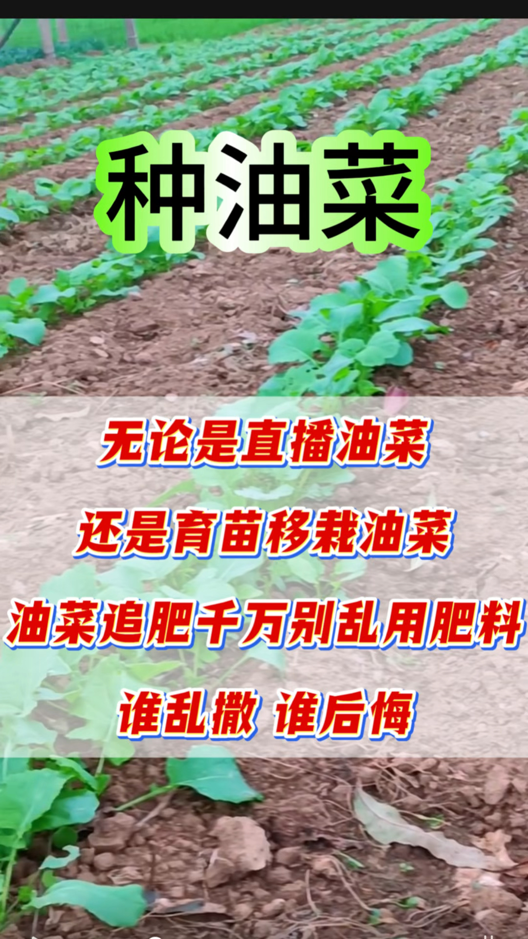 无论是直播油菜 还是育苗移栽油菜 油菜追肥千万别乱用肥料