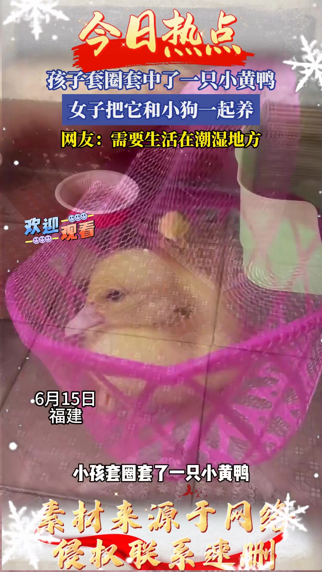 孩子套圈套中了一只小黄鸭，女子把它和小狗一起养