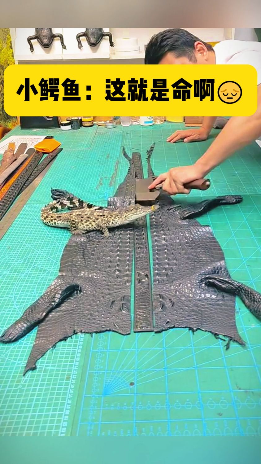 小鳄鱼,这就是命啊。