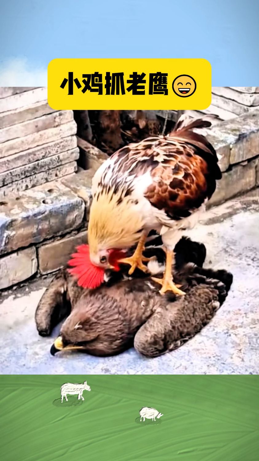 真是开了眼了,小鸡抓老鹰。