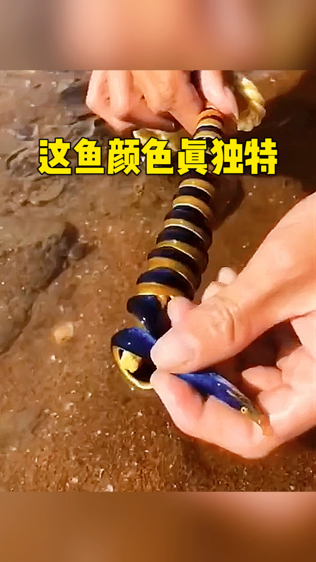 这鱼颜色真是独特