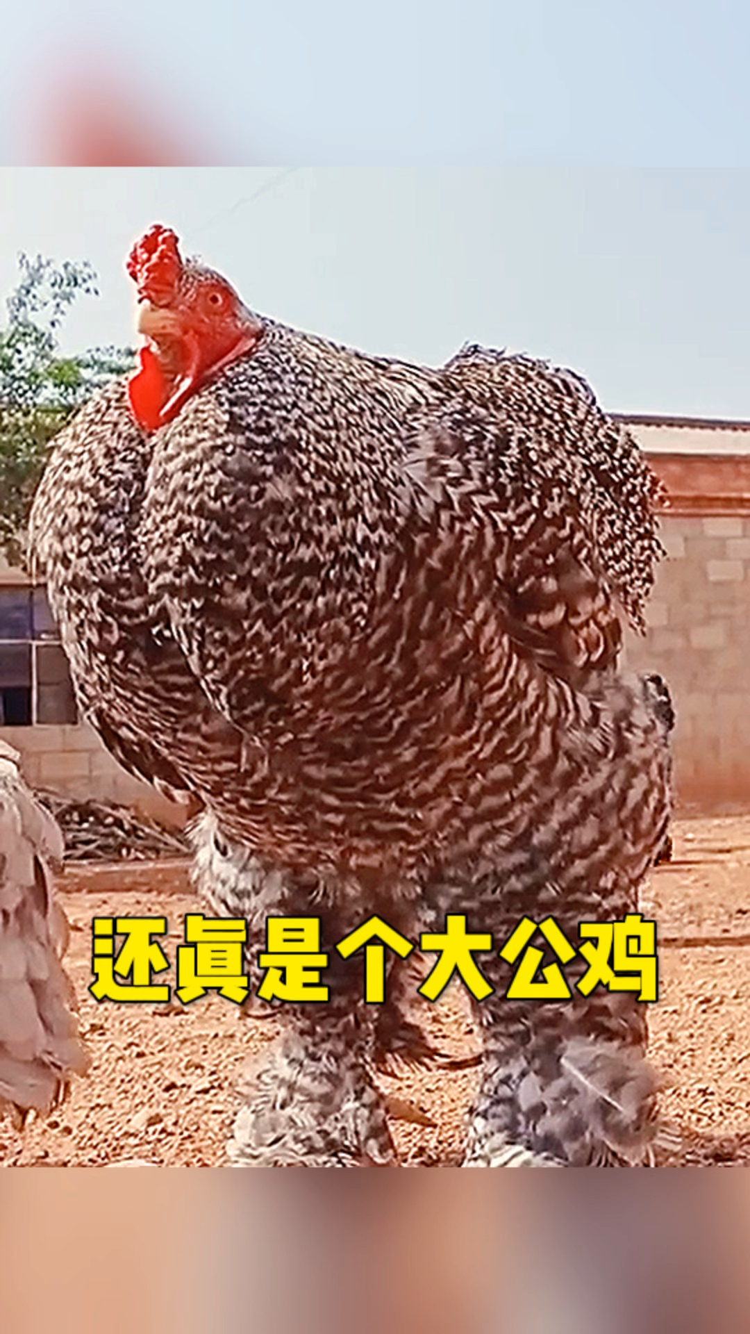 和还真是大公鸡呀