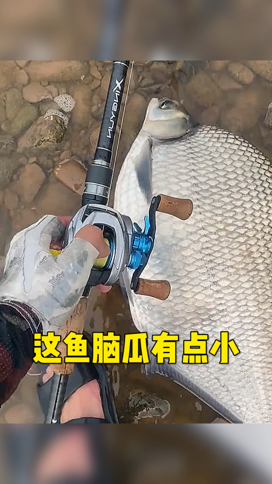 这鱼脑瓜有点小呀