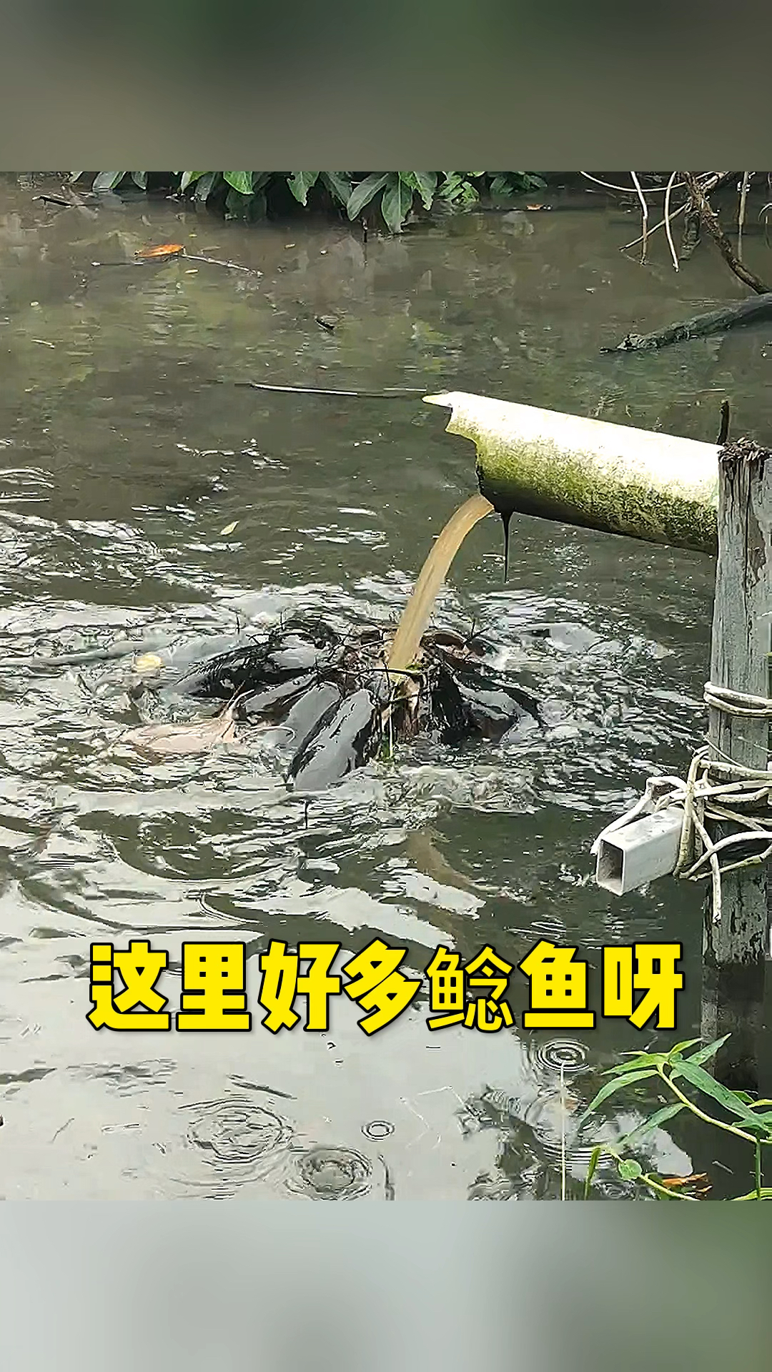 这里好多鲶鱼厉害了