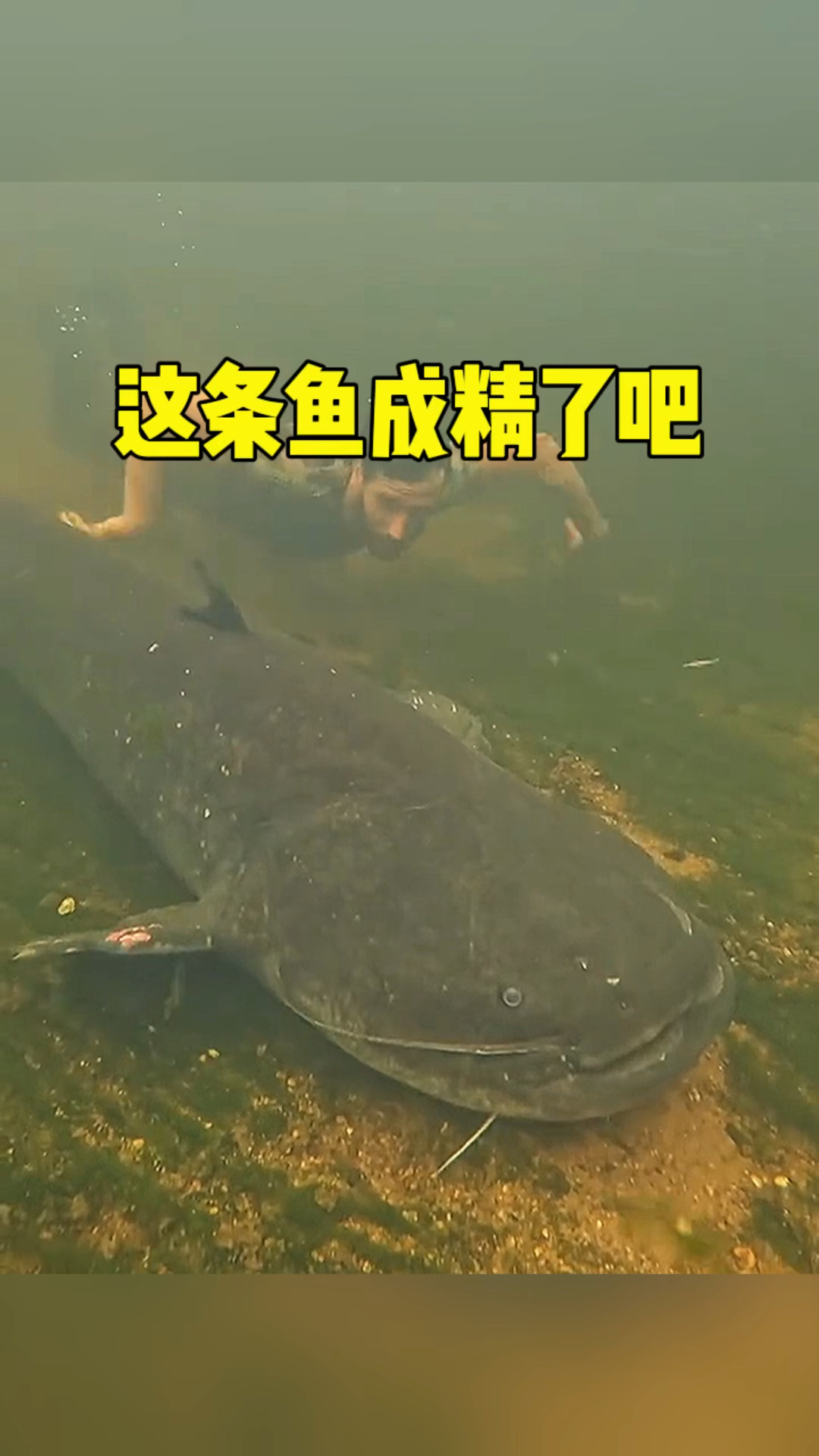 这条鱼要成精了吧