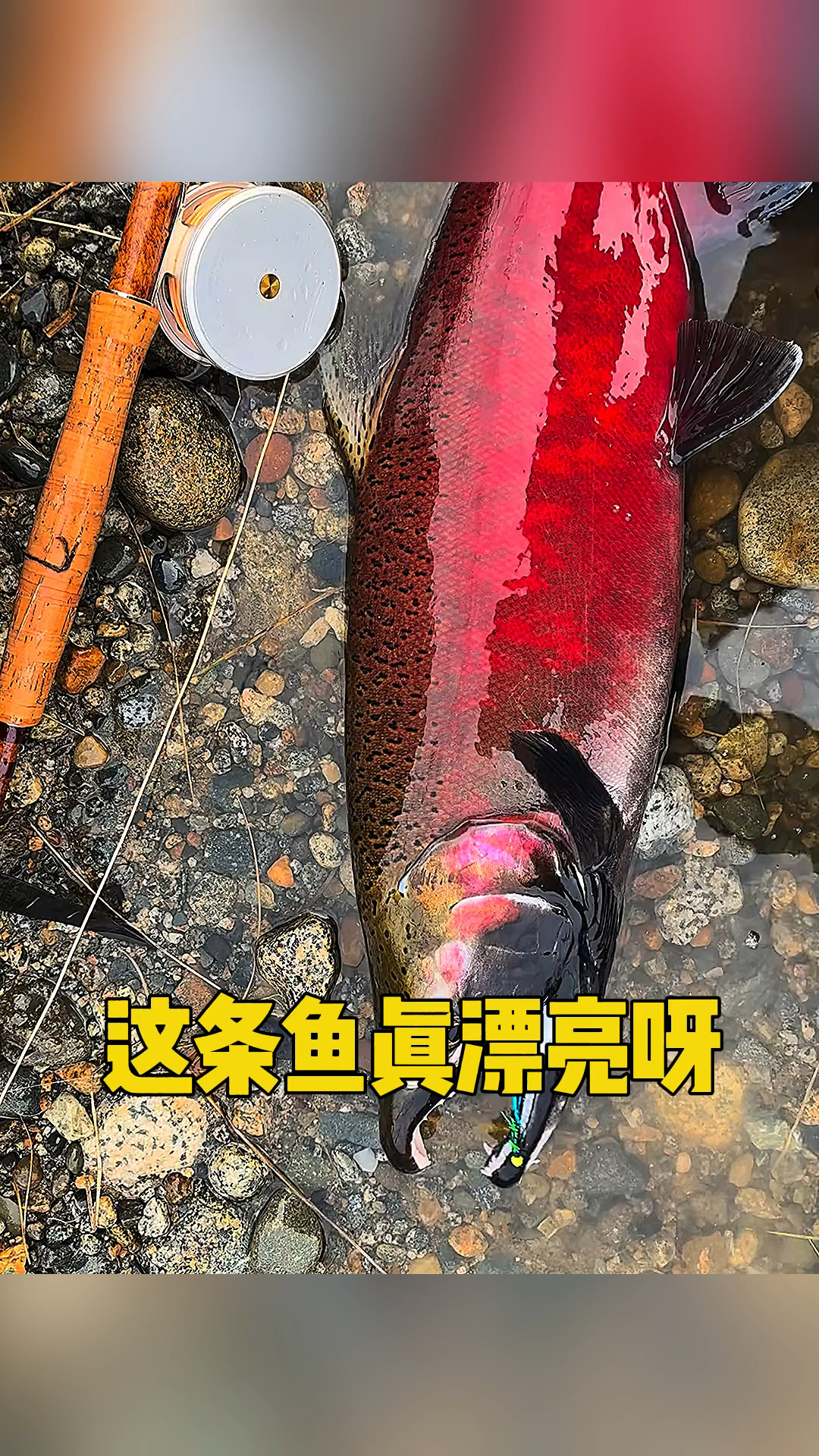 这条鱼真是漂亮呀