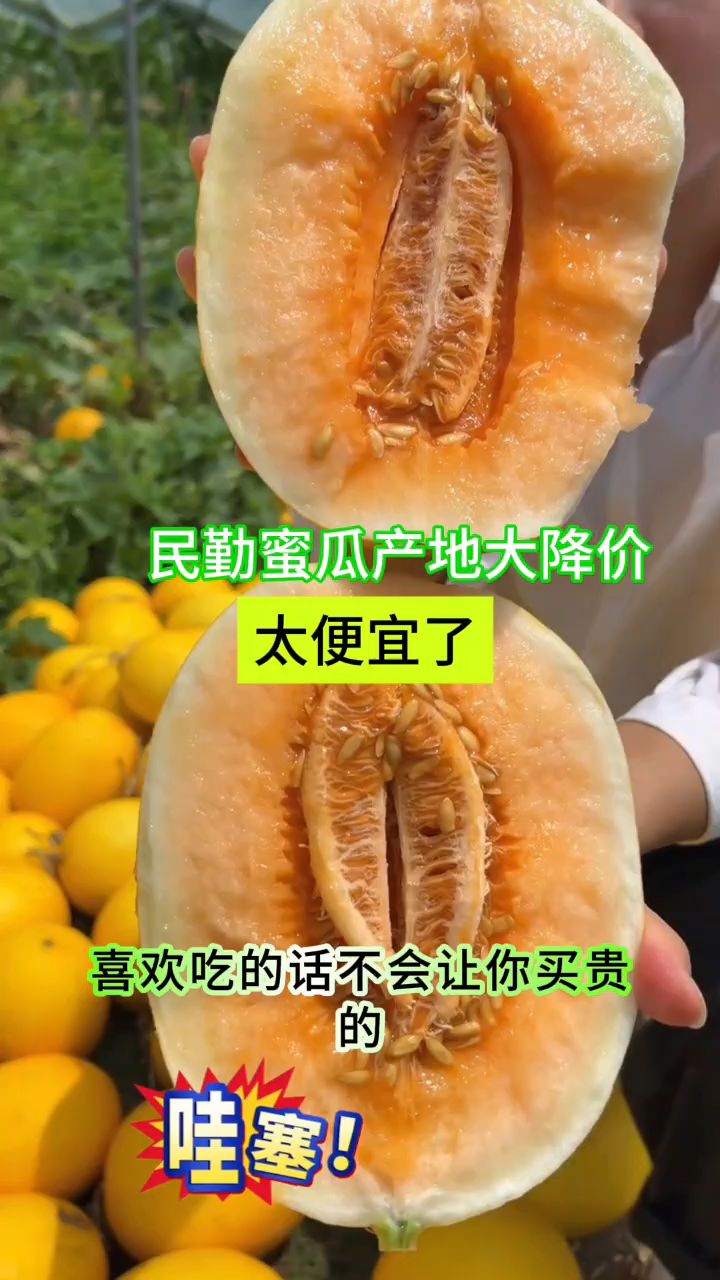 真的是太便宜了,今年民勤沙漠蜜瓜大降价,好吃还不贵