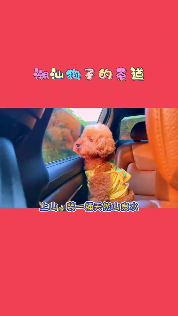 萌宠分享:男朋友刚才问我 他的茶壶怎么有股甜菜根味哈哈哈哈!