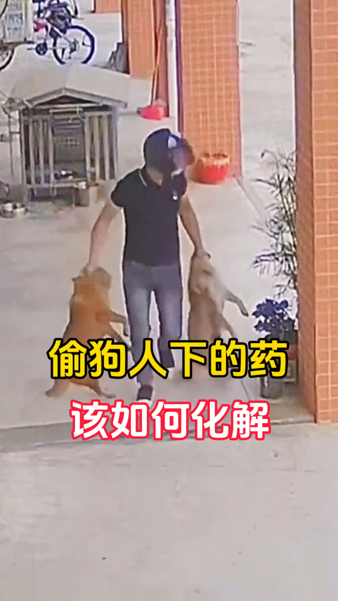 偷狗人下的药,该如何化解