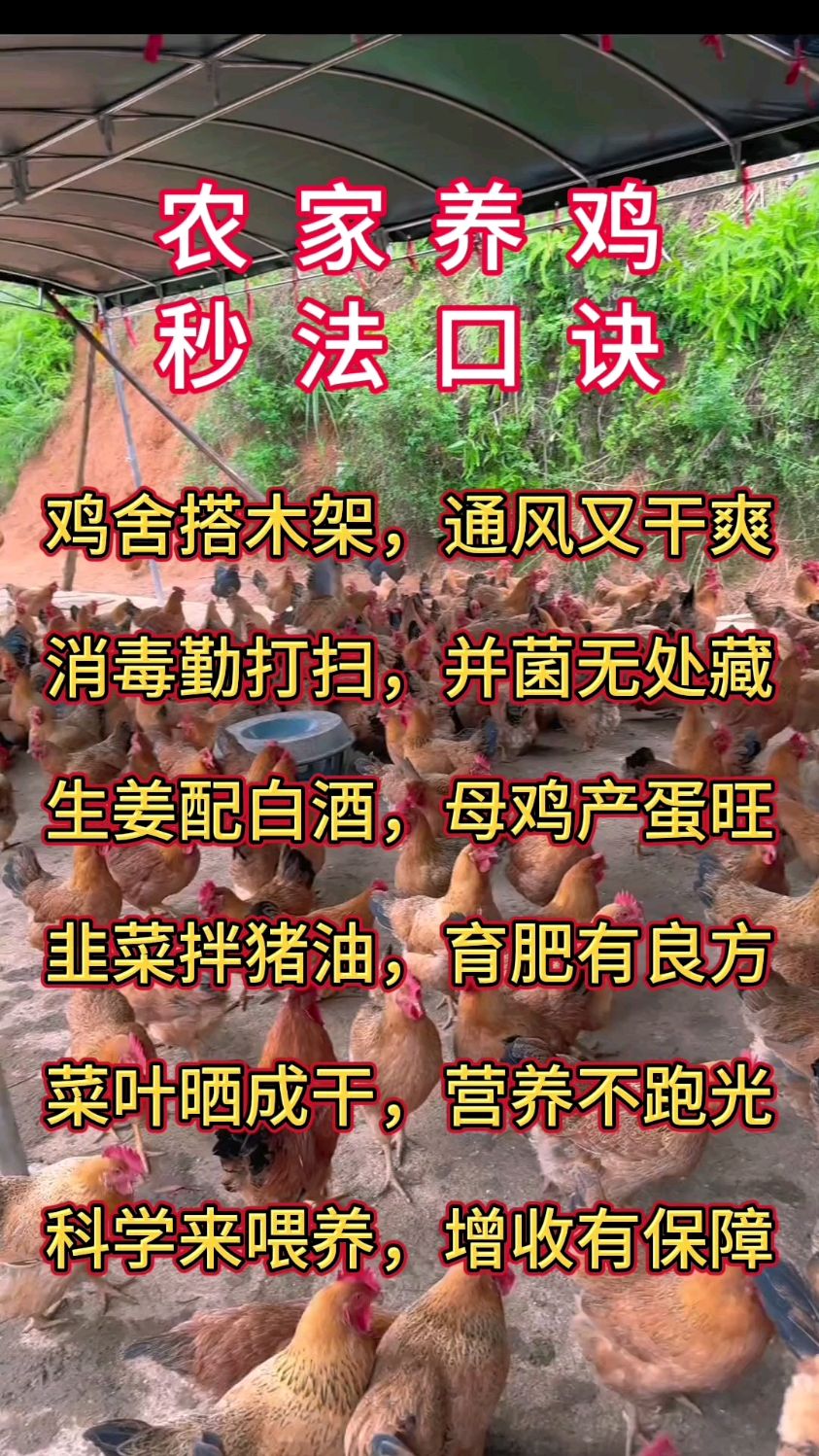 农家养鸡秒法口诀