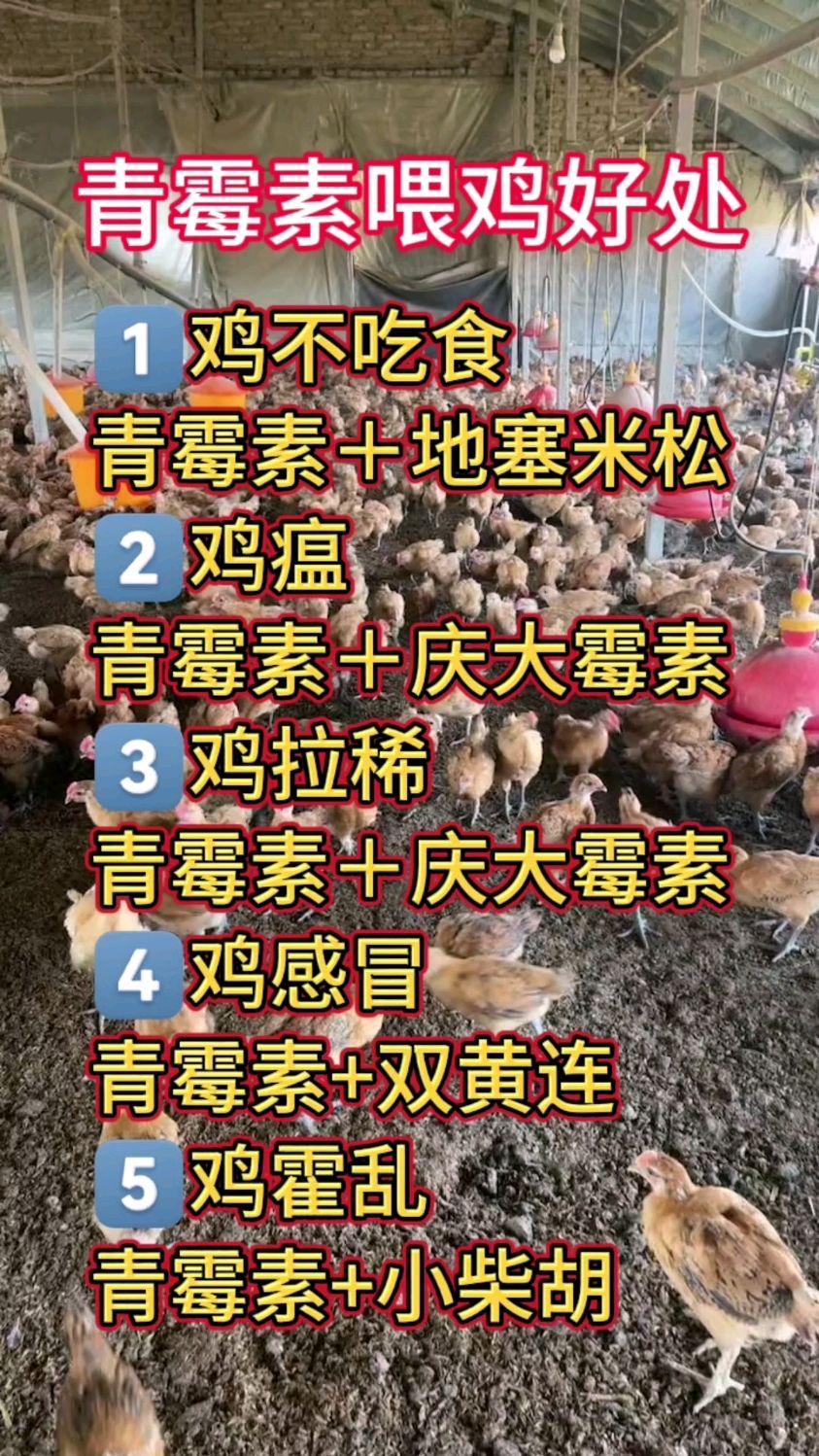 青霉素喂鸡有哪些好处?